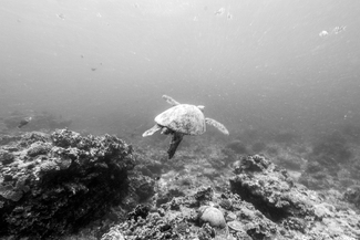 Sea Turtle Near Green Island #2 Sea Turtle Near Green Island #2
