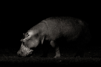 Emerging Majesty Emerging Majesty