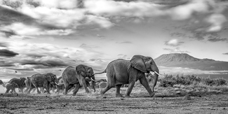 Kilimanjaro Morning Run Kilimanjaro Morning Run