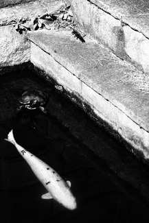 Between Stillness and Flow 2025 Between Stillness and Flow 2025