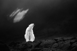 Follow that dream Follow that dream