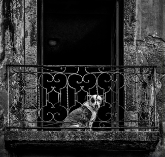 A dog and a lamp A dog and a lamp