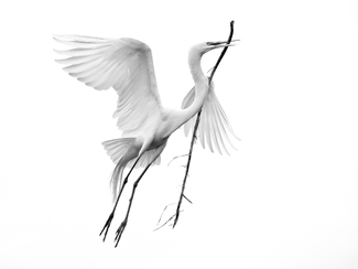 The Burden of Creation The Burden of Creation