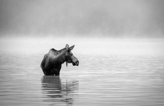 Searching Through The Mist Searching Through The Mist