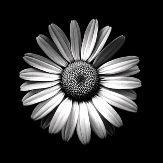 Glen Headland Daisy Glen Headland Daisy