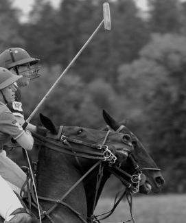 Polo Polo