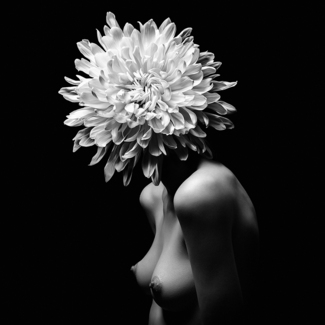 sensual flower sensual flower