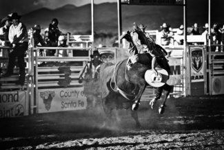 Too Much Bull Too Much Bull