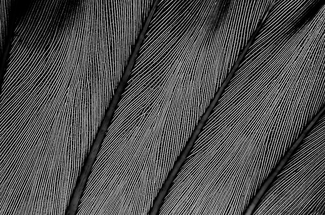 Leaf Leaf