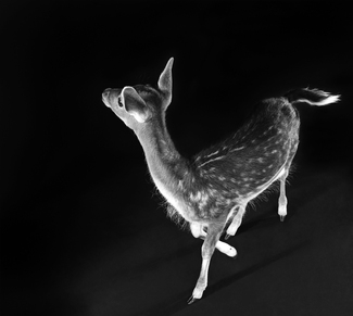 Fawn Fawn