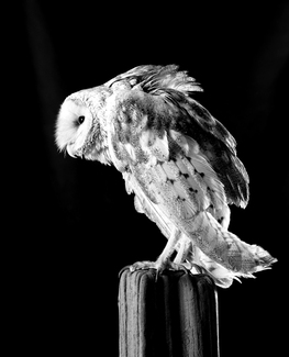 Barn Owl Barn Owl