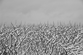 Sumac and Snow Sumac and Snow