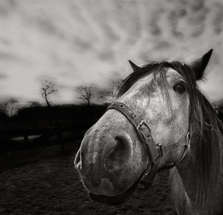 Horse Horse