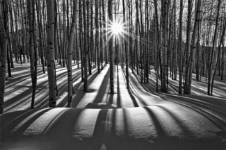 Sunlit Birches Sunlit Birches