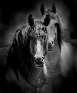 Chief and His Mare Chief and His Mare