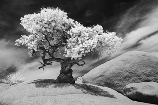 Pinon Pine Pinon Pine