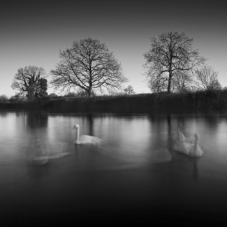 Waltzing Cygnets Waltzing Cygnets