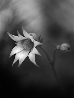 Flannel Flower Flannel Flower