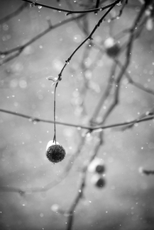 Bauble Bauble