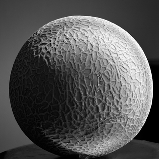 Melon Melon