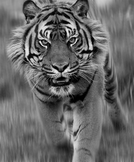 Sumatran Tiger Sumatran Tiger