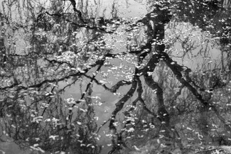 Reflected Tree, Fallen Blossoms, <br />Jingan Park, Shanghai Reflected Tree, Fallen Blossoms, <br />Jingan Park, Shanghai