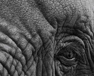 Elefante Elefante