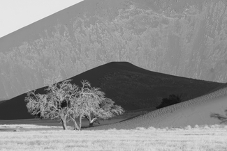 Trees Trees