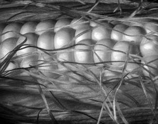 Corn Corn