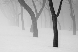 Winter Fog Winter Fog