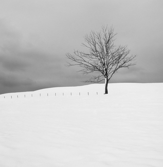 Winter Tree Winter Tree