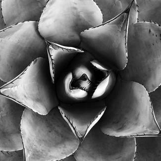 Agave Agave