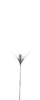 Anima Sensualis (1) Anima Sensualis (1)