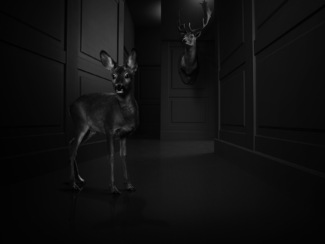 Bambi Bambi