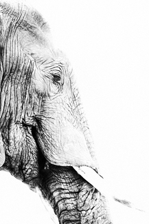 Portrait of an Elephant (1) Portrait of an Elephant (1)