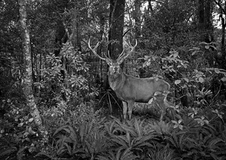 Stag Stag