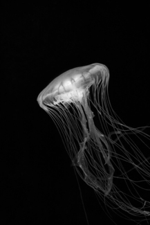 Jellyfish (1) Jellyfish (1)