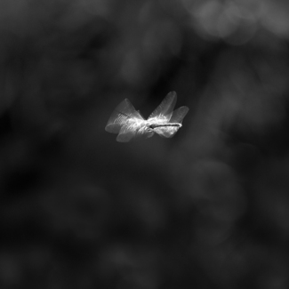 Dragonfly Dragonfly