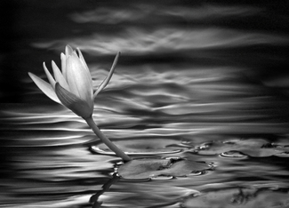 Water Lily Water Lily