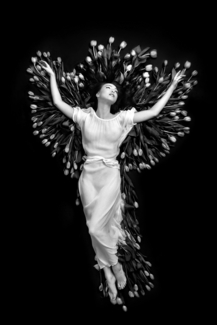 Phoenix Phoenix