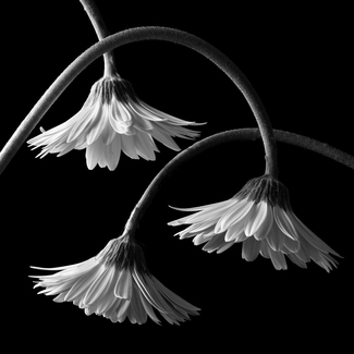 Three Daisies Three Daisies