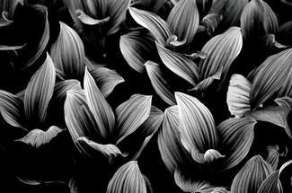 Glacier's Lillies Glacier's Lillies
