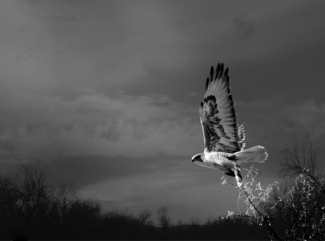 Hawk flight Hawk flight
