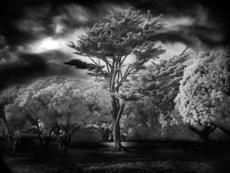 Wind Swept Tree Wind Swept Tree
