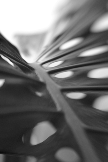 Palm Palm
