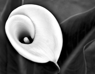 Calla in BW Calla in BW