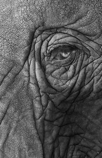 Elephant Elephant