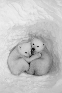 Twin Cubs in a Snow Den #1 Twin Cubs in a Snow Den #1