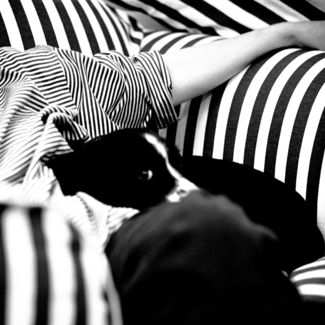 Cosmos in the Striped Chair Cosmos in the Striped Chair