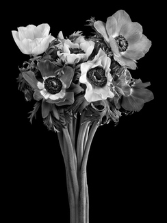 The Bouquet The Bouquet